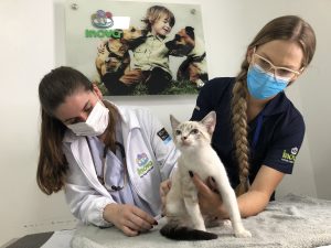 Assim como nós, os felinos também precisam ser vacinados, como uma forma de prevenção a diversas doenças. Porém, esse é um assunto que pode gerar muitas dúvidas, principalmente, quanto à periodicidade. Por isso, preparamos um texto completo sobre vacinas para gatos. Confira! Vacinas para gatos: qual a sua importância? As vacinas para gato são responsáveis por produzir anticorpos – células de defesa – no organismo do felino, ou seja, são uma forma de prevenção contra diversas doenças, como a FELV (leucemia felina) e outras que são muito comuns entre os bichanos. E olha, a vacina não protege somente os gatinhos não, hein? Hoje, já sabemos que diversas enfermidades podem passar do pet para as pessoas e a vacinação garante também uma convivência saudável entre pets e humanos. Para saber qual a idade para vacinar gatos, é importante uma visita a um veterinário. Porém, é certo que esses imunizantes devem estar presentes na rotina desde o início da vida do pet, começando, geralmente, a partir dos 45 dias de vida do felino. As vacinas para gatos filhotes, por exemplo, irão protegê-los caso eles tenham contato com alguma patologia, não deixando que males se instalem no organismo ainda frágil do filhote. Mas, mesmo depois que o gato crescer, é importante que ele tome as doses de reforço anualmente, para continuar protegido contra as doenças. Tabela de vacinas para gatos O calendário de vacinas para gatos é diferente dos cachorros, por isso, é preciso estar atento. Uma visita ao veterinário irá sanar diversas dúvidas que rondam a cabeça dos tutores em relação a quais vacinas são importantes para o pet e ainda o calendário a ser seguido. Isso porque o protocolo vacinal dos gatos é feito de forma individual, levando em conta o histórico e estilo de vida do felino. Além disso, é muito importante a realização de exames de check-up e os testes para FIV e FELV. Existem 3 tipos de vacinas para os gatos: V3, V4 e V5. Vacina V3 para gatos A vacina V3 felina (vacina tríplice – trivalente) protege o pet contra duas doenças respiratórias, rinotraqueíte felina e a calicivirose felina, além da panleucopenia felina (que pode causar danos ao sistema digestivo e sanguíneo). Vacina v4 para gatos A vacina V4 felina (vacina quádrupla) irá trazer os mesmos benefícios da V3, além de proteger contra a clamidiose, que é uma doença infecciosa, que atinge os olhos dos animais e pode acometer os seres humanos. Vacina v5 para gatos Já a vacina V5 felina (vacina quíntupla) é a mais completa: traz os mesmos benefícios da V4, e também protege contra a FELV (leucemia felina). Vacina de raiva para gatos Além das vacinas V3, V4 e V5, os gatos também precisam ser vacinados contra a raiva, já que essa doença pode levar o pet à morte, além de poder contaminar seres humanos. Além disso, é sempre importante lembrar que as vacinas devem ser anuais. Não basta vacinar seu amiguinho apenas quando filhote, pois a imunidade não é vitalícia. Para a proteção se estender, algumas vacinas devem ser reaplicadas e somente um médico veterinário poderá te orientar quanto a periodicidade. O veterinário especializado em Medicina Felina também vai te orientar em como levar o gato para vacinar e como segurar um gato para vacinar, alguns bichanos são mais calmos e tranquilos em relação ao transporte, mas alguns são mais ariscos. Leia mais: Acne felina Doença do gato Vacina para gatos: preço Após essas informações, você deve estar se perguntando: “Quanto custa para vacinar um gato?”. Mas, saber quanto custa a vacina para gato irá depender da localidade, já que o preço médio pode variar e o território brasileiro tem muitas peculiaridades. Tabela 2022 - Valor sujeito a alteração. Vacina para gatos: reações Assim como nas crianças, as vacinas para gatos podem provocar algumas reações após a aplicação, como febre, diarreia e até mesmo vômito. No geral, elas tendem a passar em até 24 horas, mas se você observar que seu gatinho apresentou algum sintoma após a vacinação, é recomendado que ligue para a clínica ou leve-o até o veterinário. A medicação sem prescrição médica não é recomendada, já que pode trazer consequências ainda piores à saúde do pet. Leia mais: Dipirona para gatos Onde fazer a vacinação de cães e gatos em Sorocaba? Quem estiver procurando por vacinação de gatos em Sorocaba pode contar com a Inova. A Inova Veterinária tem a missão de promover saúde e bem-estar para os seus pacientes, e transmitir seguranças aos tutores. Por isso, possui um corpo clínico e de apoio competente e qualificado para lidar com os pets com o cuidado e respeito que merecem. Possui duas unidades para atendimento: Unidade Nogueira Padilha: Hospital 24h: possui consultórios disponíveis para emergências, centro cirúrgico, sala de raio-x e ultrassonografia, laboratório, internação e unidade de terapia intensiva (UTI); Clínica de especialidades: é um espaço desenvolvido para oferecer mais conforto aos atendimentos de rotina de todos os pets, com consultórios equipados e planejados, recepção e consultório exclusivo para felinos, ambulatório central para aplicações e coletas, e centro cirúrgico odontológico. Unidade Campolim: Clínica especializada em vacina e para atendimentos de rotina de todos os pets, com consultórios equipados e planejados, ambulatório central e espaço de reabilitação. Com um time de especialistas voltados para os pets, a Inova possui todas as vacinas necessárias e realiza a vacinação de cães e gatos em Sorocaba. A Inova atende apenas moradores de Sorocaba? Apesar de estar localizada em Sorocaba, a Inova atende pets de todo o país e, principalmente, as cidades vizinhas, pois é um centro de referência na região de Votorantim, Itu, Alumínio, Piedade, Salto, São Roque, Boituva e Araçoiaba da Serra. Vacina anticoncepcional para gatos: não arrisque a vida do seu amiguinho Infelizmente, é muito comum a busca de vacina para o cio de gato. Por isso, viemos trazer um grande alerta: ela pode colocar a vida do seu pet em risco! A vacina para gato não pegar cria pode levar a sérias infecções e a formação de tumores no seu gatinho, já que contém altas taxas de hormônios. Então, nem pense em pesquisar como aplicar vacina em gato para não engravidar ou vacina abortiva para gatos. O assunto é sério e demanda atenção e responsabilidade! A castração de gatos sempre será o melhor caminho para cuidar da saúde do seu pet. As vantagens da cirurgia de castração vão muito além do controle populacional dos felinos. Ela também previne o risco de aparecer problemas sérios de saúde. E vale lembrar que para castrar o gato precisa estar vacinado. Então, mantenha a carteirinha de vacinação do seu pet em dia! Aqui na Inova, contamos com diversos profissionais capacitados para cuidar da saúde do seu felino. Entre em contato e agende uma visita! *Valores de referência no ano de 2022, no interior do estado de São Paulo.