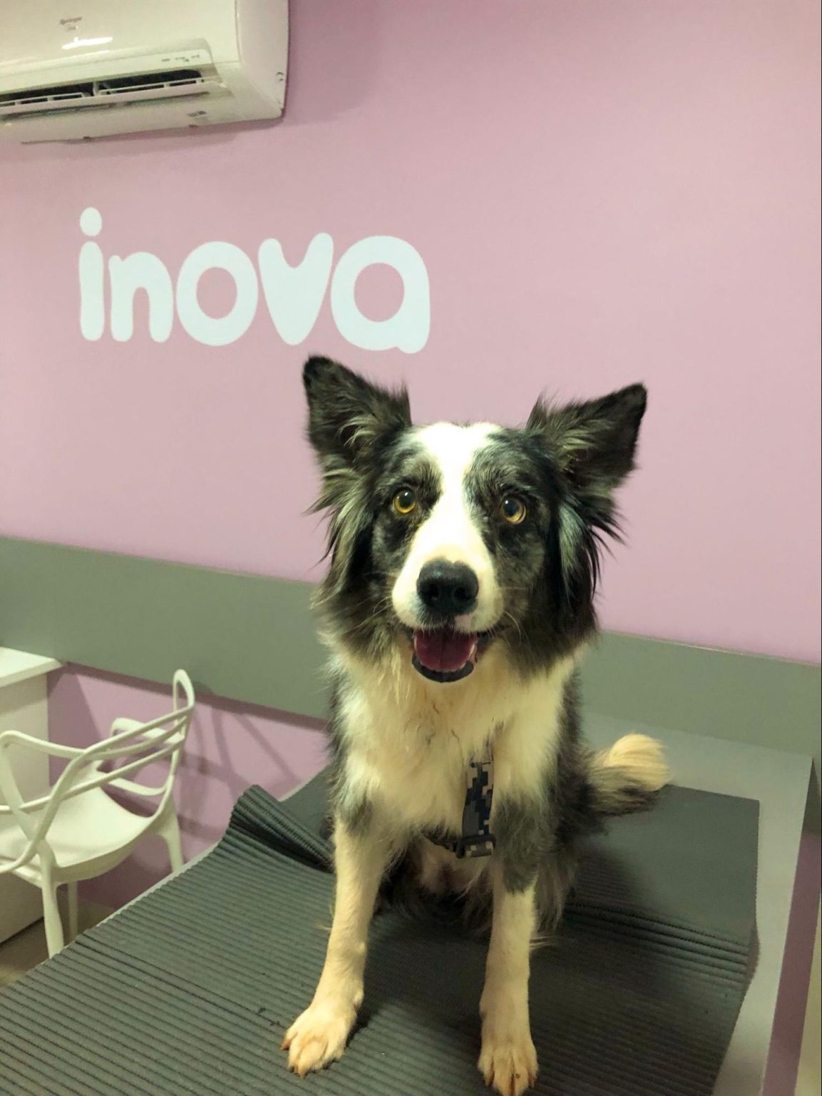 Esporotricose felina: sabe o que é e como tratar? - Inova Veterinária
