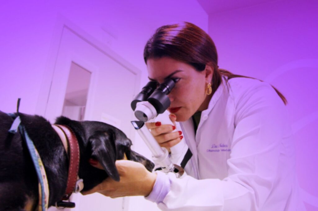 Médica veterinária em atendimento, utilizando equipamento especializado para examinar os olhos de um cão — uma cena que reforça a importância de escolher um veterinário em Sorocaba que una tecnologia, experiência e cuidado atento com cada pet.