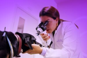 Médica veterinária em atendimento, utilizando equipamento especializado para examinar os olhos de um cão — uma cena que reforça a importância de escolher um veterinário em Sorocaba que una tecnologia, experiência e cuidado atento com cada pet.