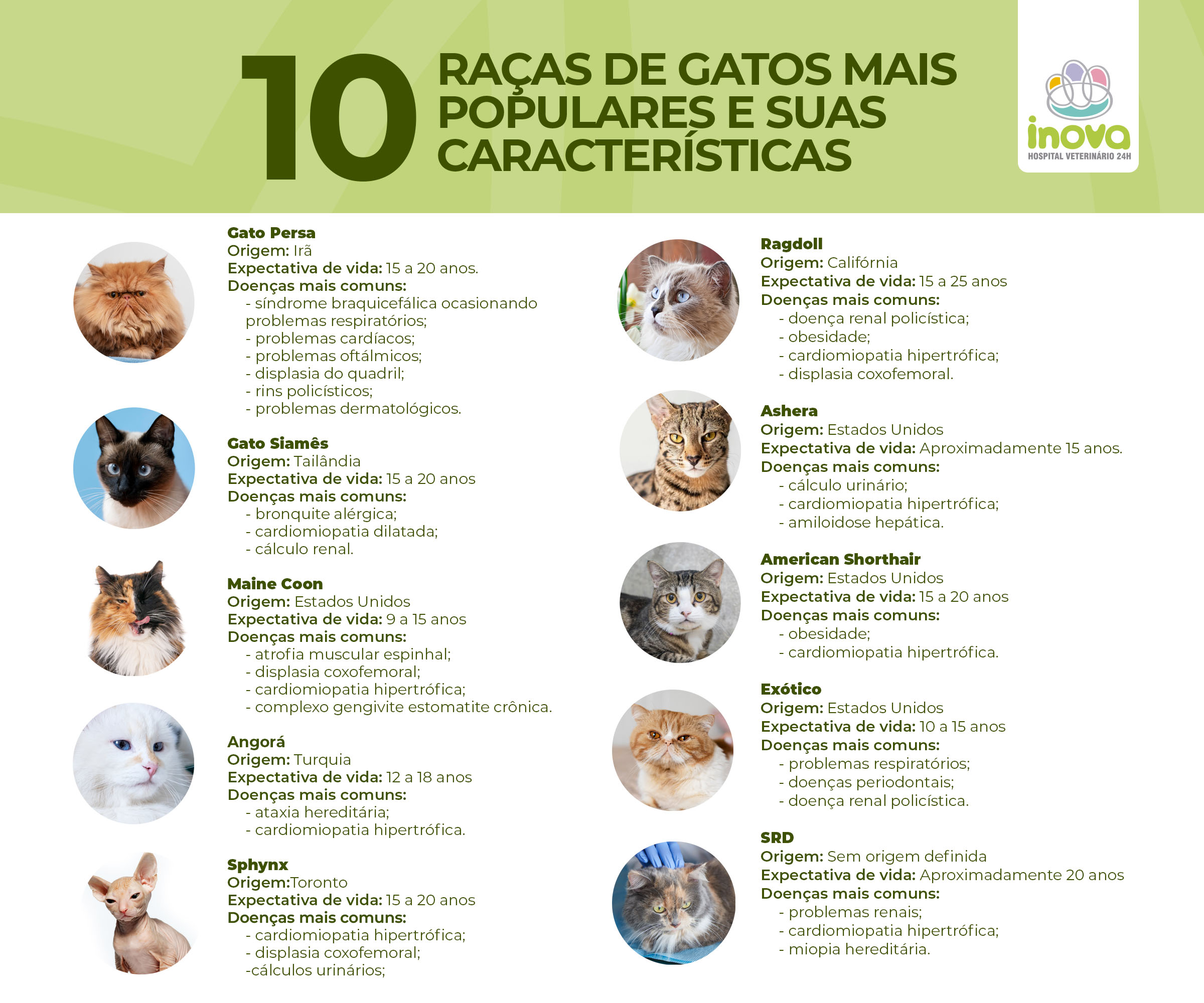 Imagem com 10 raças de gatos descrevendo sua origem, expectativa de vida e quais doenças mais comuns de cada raça