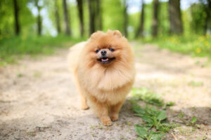 Cão da raça Lulu da Pomerânia, pequeno e peludo, caminhando em uma trilha ao ar livre em um ambiente arborizado
