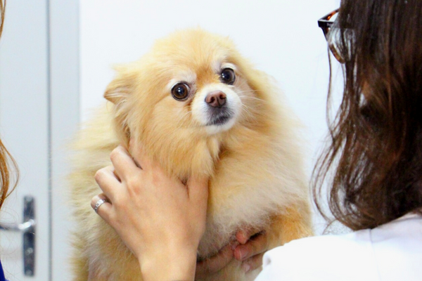 Tudo sobre a raça Lulu da Pomerânia (Spitz Alemão Anão)