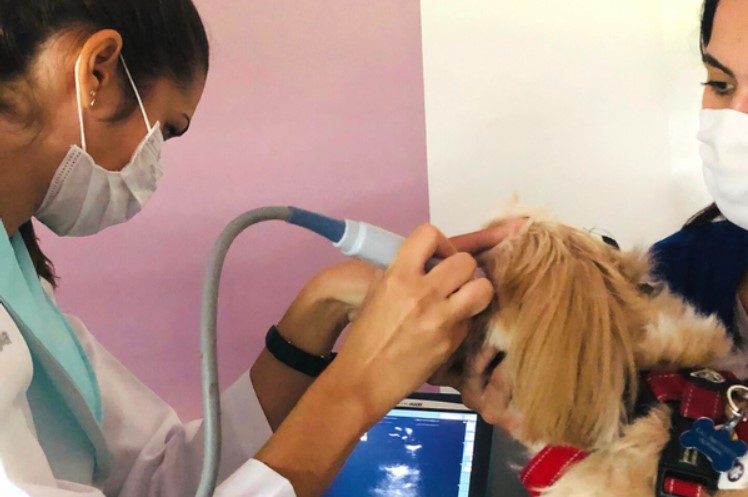 Médica veterinária realizando uma ultrassonografia oftalmológica em um cachorro.