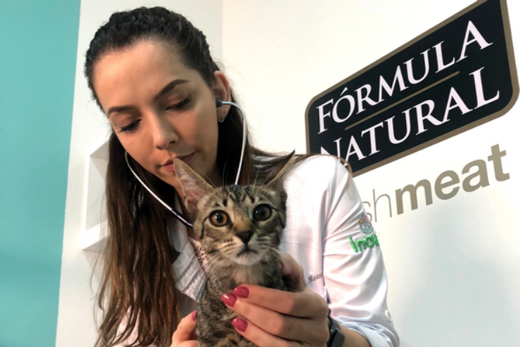 Médica veterinária realizando uma consulta em um gato.