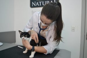 Médica veterinária Auscultando um gato em uma consulta.