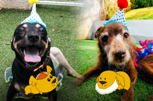 Dois cachorros com chapéu de aniversário.