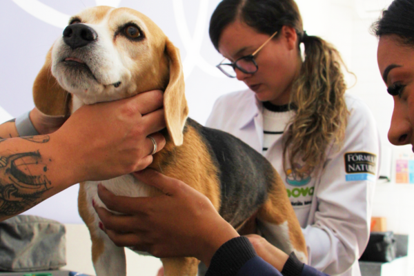 Médica veterinária realizando uma consulta em um cão da raça beagle