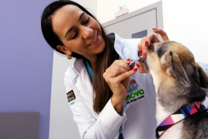 Médica veterinária escovando os dentes de um cãozinho, no consultório médico.