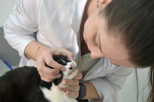 Médica veterinária examinando a boca de um gato.