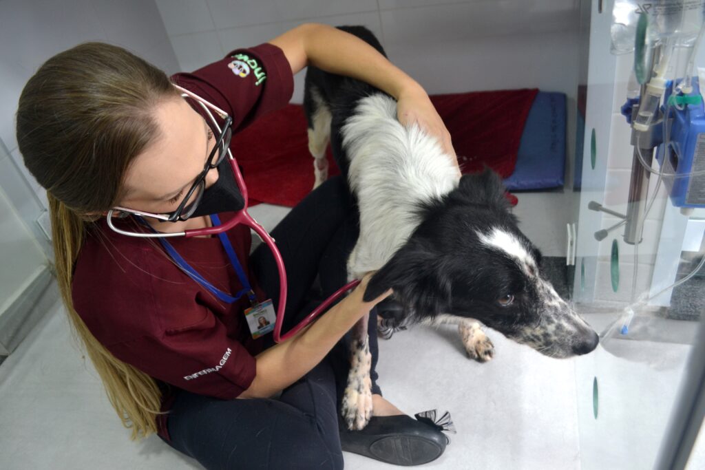 Médica veterinária realizando uma avaliação no cachorro durante uma consulta.