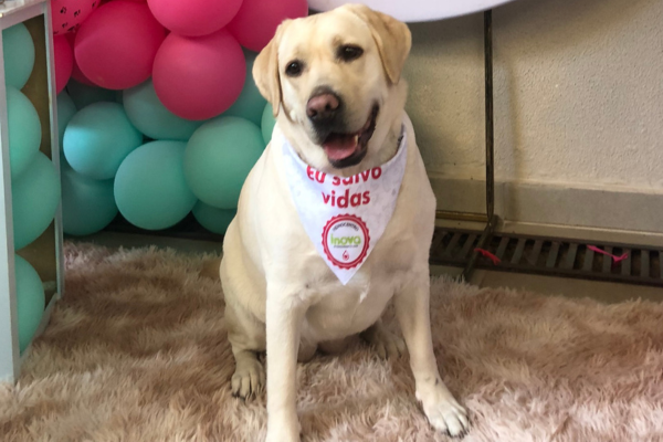 Cachorro da raça labrador sentado sobre um tapete felpudo, usando um lenço branco com a frase “Eu salvo vidas”, em ambiente decorado com balões coloridos ao fundo.