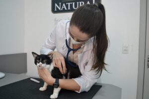 Médica veterinária realizando uma avaliação física em um gato durante uma consulta.