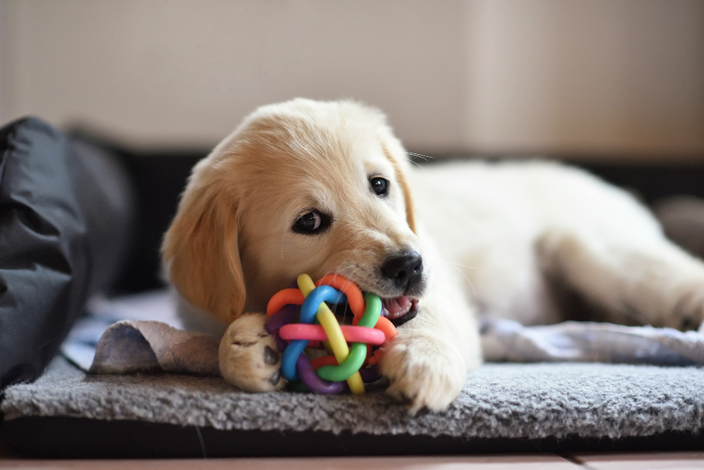 Filhote de cachorro brincando com um brinquedo