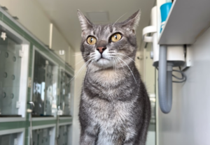 Leucemia felina: entenda os sintomas, a transmissão, o diagnóstico e os cuidados para gatos com FeLV.