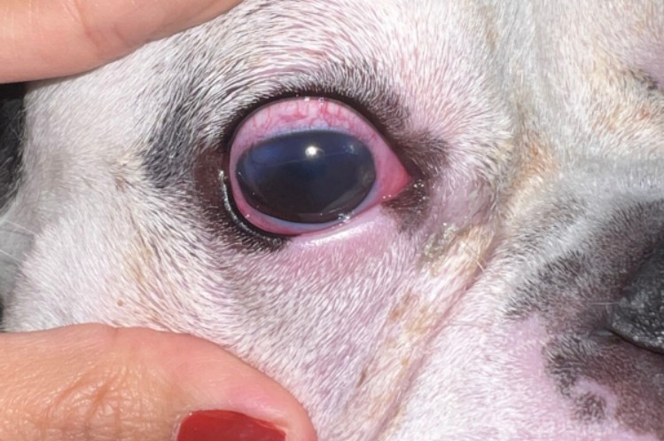 Cachorro com olho vermelho sendo mostrado de perto.