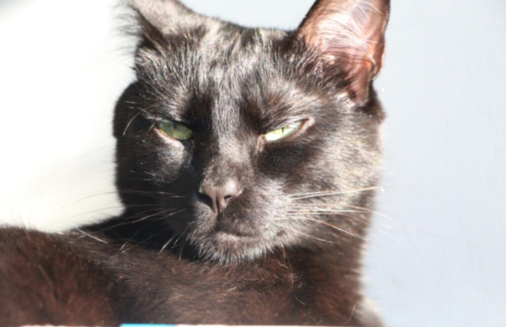 Gato preto com olhos verdes semicerrados.