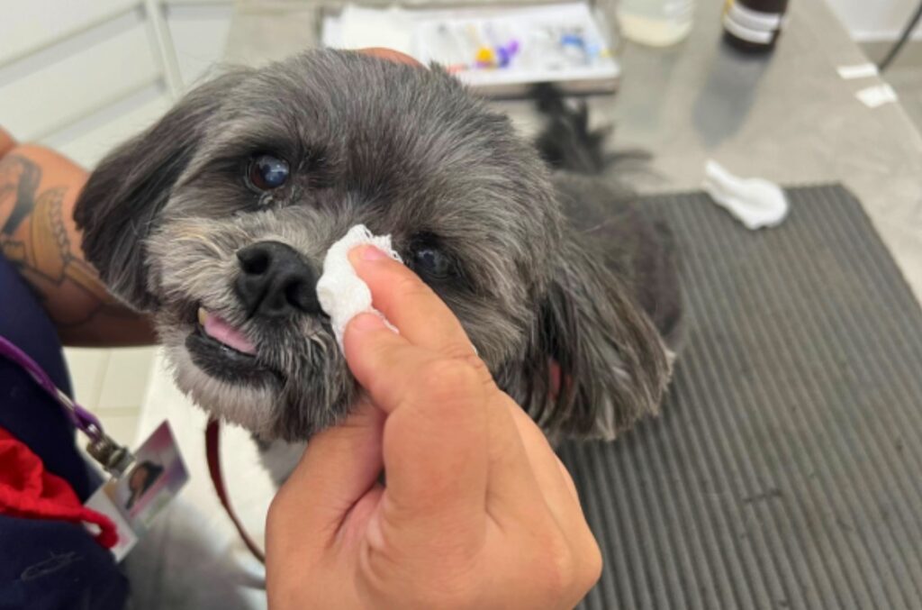 Veterinário limpando olho de cachorro pequeno com remela.