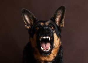 Cachorro da raça pasto alemão com raiva.