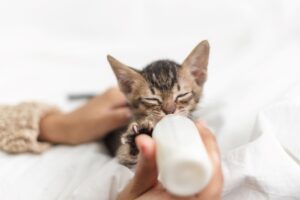 Gato filhote sendo alimentado com mamadeira.