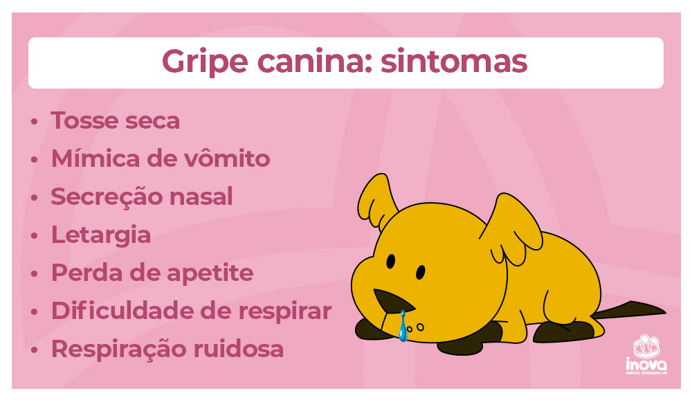 Gripe canina: sintomas
Tosse seca
Mímica de vômito
Secreção nasal
Letargia
Perda de apetite
Dificuldade de respirar
Respiração ruidosa
