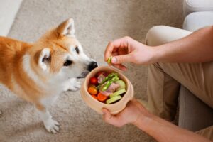 Tutor oferecendo pote de legumes para seu cachorro da raça akita.