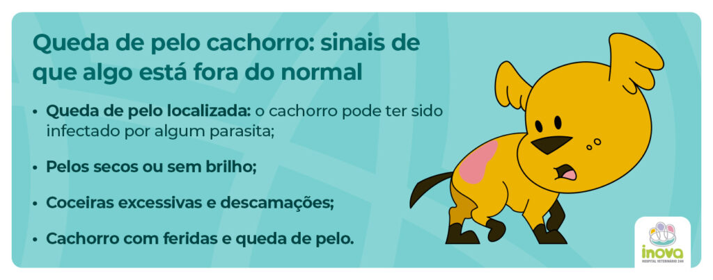 Queda de pelo em cachorro: sinais de que algo está fora do normal Queda de pelo localizada: o cachorro pode ter sido infectado por algum parasita; Pelos secos ou sem brilho; Coceiras excessivas e descamações; Cachorro com feridas e queda de pelo.