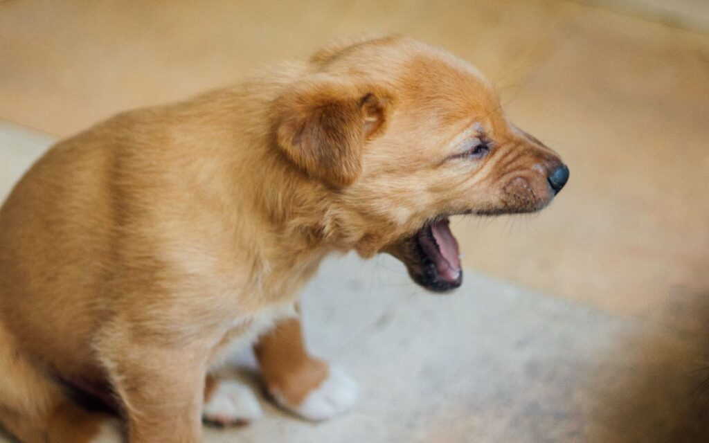 Filhote de cachorro engasgado tentado tossir.