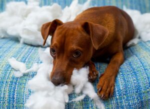 Cachorro doente e triste em meio a espuma de estofado no sofá.