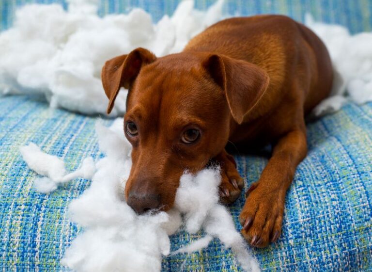 Cachorro Vomitando Espuma Branca: O Que Pode Significar?