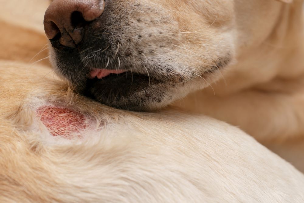 Cachorro lambendo ferida.