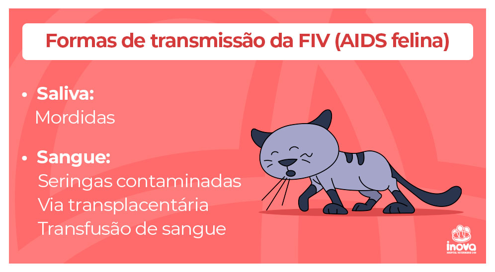 Formas de transmissão da FIV (AIDS felina) Saliva: Mordidas Sangue: Seringas contaminadas Via transplacentária Transfusão de sangue