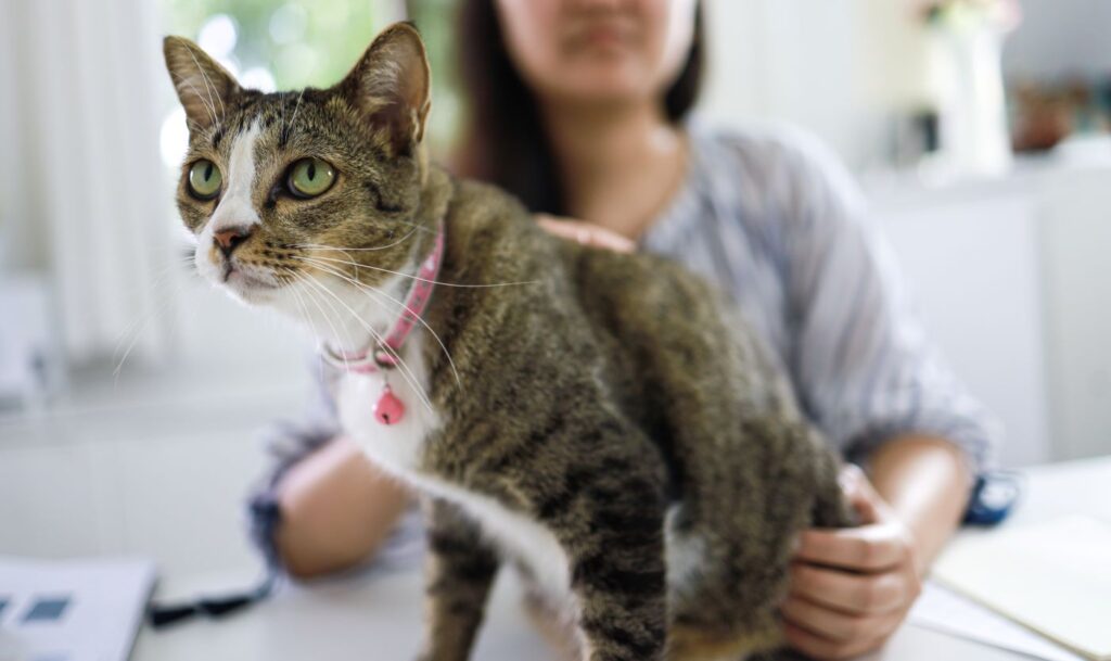 Gata em consulta com veterinária.