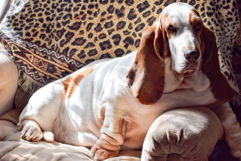 Basset Hound fêmea sentado em poltrona com gravidez psicológica.