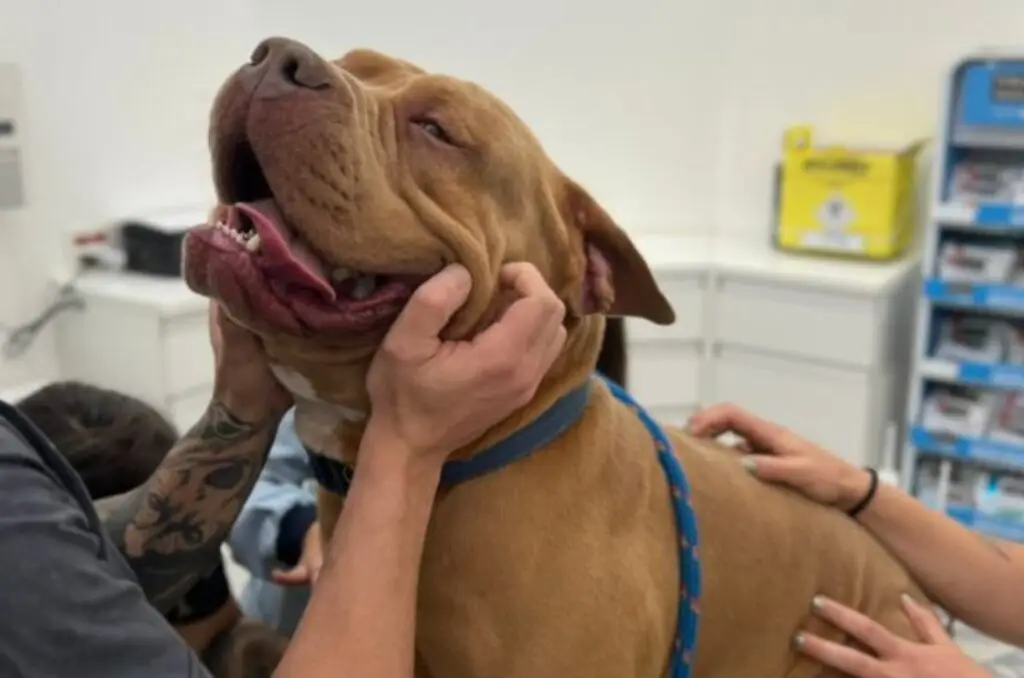 Cachorro marrom ofegante sendo examinado por profissionais em clínica veterinária.