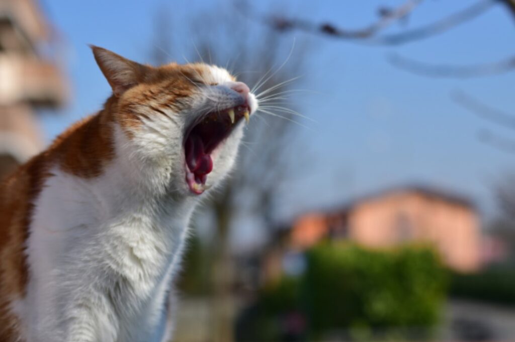 Gato com boca aberta demonstrando um possível desconforto estomacal.