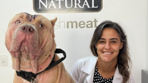 Cachorro de grande porte durante consulta veterinária ao lado de médica-veterinária, ilustrando a importância do diagnóstico precoce e da prevenção da leptospirose em cães.