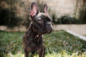 Cachorro da raça bulldog francês em quinta de casa.