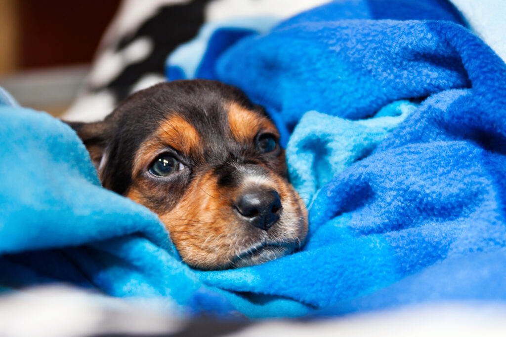Filhote de cachorro deitado e enrolado em uma manta azul, com expressão abatida e olhar sensível.
