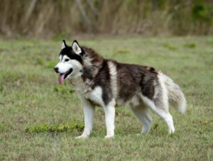 Cachorro da raça Malamute do Alasca em pé em um campo.