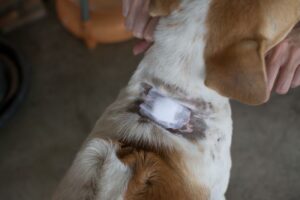 Curativa na parte de trás de pescoço por causa da berne em cachorro.