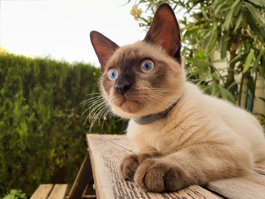 Gato siamês exposto a ambiente de risco de micoplasmose felina.