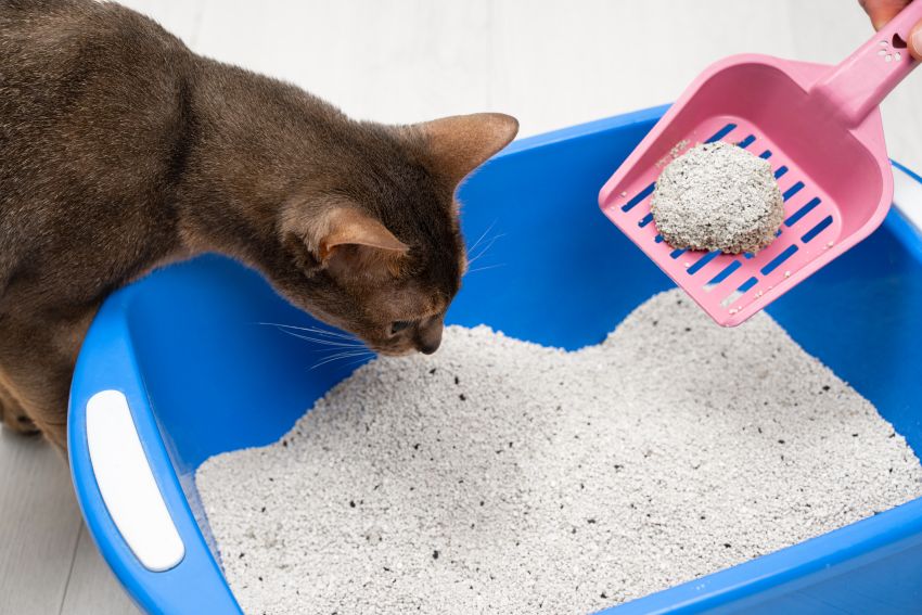 Limpeza de caixa de areia de gato com suspeita de PIF felina para evitar contato com fezes contaminadas.