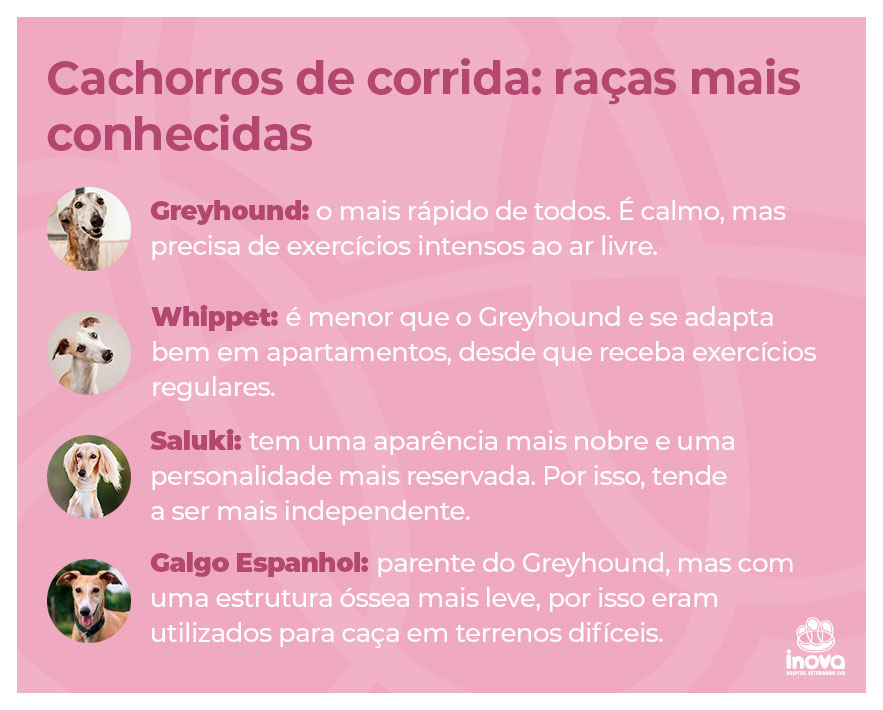 Cachorros de corrida: raças mais conhecidas Cachorros de corrida: raças mais conhecidas
Greyhound: o mais rápido de todos. É calmo, mas precisa de exercícios intensos ao ar livre.
Whippet: é menor que o Greyhound e se adapta bem em apartamentos, desde que receba exercícios regulares.
Saluki: tem uma aparência mais nobre e uma personalidade mais reservada. Por isso, tende a ser mais independente.
Galgo Espanhol: parente do Greyhound, mas com uma estrutura óssea mais leve, por isso, eram utilizados para caça em terrenos difíceis.