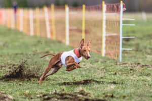 Raça cachorro de corrida em sessão de treino para competição.