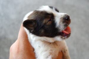 Filhote de cachorro com suspeita de infecção por papilomatose canina.