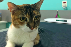 Gato em consulta veterinária sobre uma mesa de atendimento, representando avaliação de saúde felina e investigação de PIF.