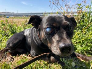 Cachorro com olho azulado, possível sintoma da hepatite infecciosa canina, deitado em campo aberto com expressão de alerta.
