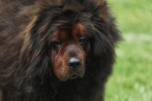 Cachorro da raça Mastim Tibetano na grama ao ar livre.
