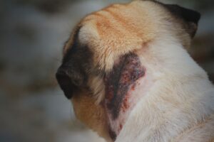 Cachorro de porte grande com manifestação clínica de sintomas de leishmaniose visceral como um ferida no pescoço.